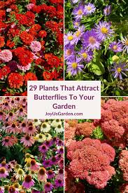 plants that attract erflies