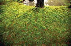 Moss In Japan S Gardens Garden Design