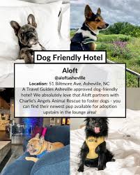 asheville nc dog owner s resource
