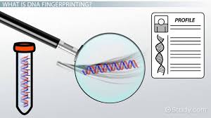 Dna fingerprinting can also be used to determine paternity and track down relatives. How Conclusive Is The Evidence Of Dna Fingerprinting Study Com