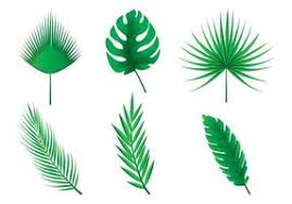 palm leaves vector art icons and