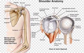 The shoulder joint (glenohumeral joint) is a ball and socket joint between the scapula and the humerus. Shoulder Joint Human Anatomy Arm Face Hand People Png Pngwing