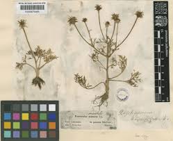 Ranunculus isthmicus subsp. tenuifolius (Steven) P.H.Davis | Plants ...