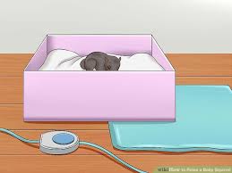 How To Raise A Baby Squirrel With Pictures Wikihow