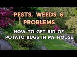 Get Rid Of Potato Bugs In My House