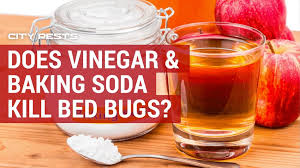 vinegar and baking soda kill bed bugs