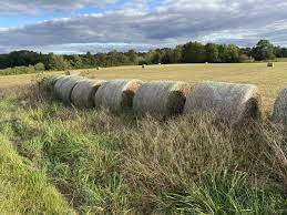 Oat And Rye Grass Hay Farm Garden