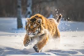 cute tiger cub running wallpaper hd