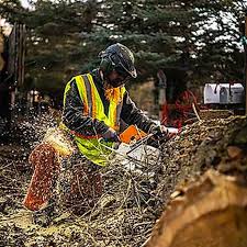 Salt Lake City Tree Service - Hidden Oak Tree Care
