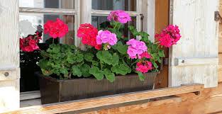 7 perfect plants for deck railing planters