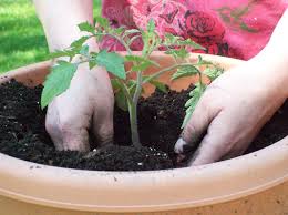 Plant Vegetables In Pots