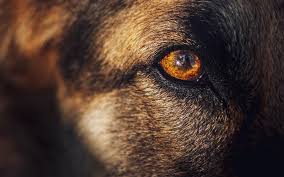 corneal changes in dogs causes and