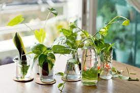 12 Best Indoor Water Plants In India To