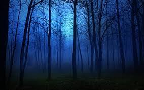 hd blue dark forest wallpapers peakpx