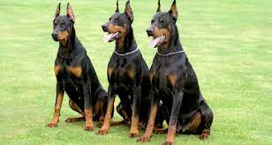 top 10 best guard dogs find the best