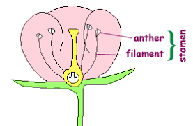 The anther contains pollen, the grain released by flowers, which contains the sperm. Great Plant Escape Flower Parts