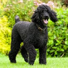 standard poodle puppies