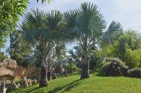 Hardy Palm Trees You Can Grow In The Uk