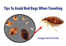 8 tips to avoid bed bugs when traveling