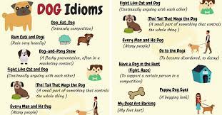 dog idioms 16 useful dog idioms and