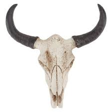 1x Long Huge Texas Longhorn Cow Skull