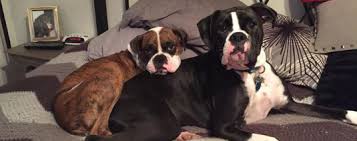 We are very excited to report that the litter of gorgeous puppies born to cecy on july 17th have all been adopted by wonderful families. Green Acres Boxer Rescue Of Wisconsin Green Acres Boxer Rescue 20 Years Of Serving The Boxers And People Of Wisconsin