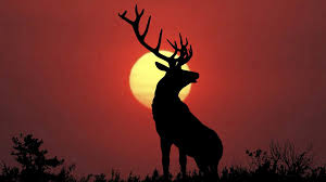 elk sunset wallpapers top free elk