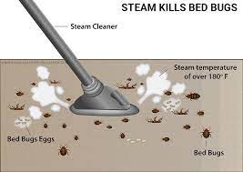 the best bed bug steamer our 6 top