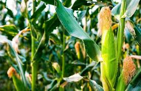 How To Grow Organic Corn In Your Garden
