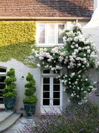 Climbing Plants That Give Your Home A