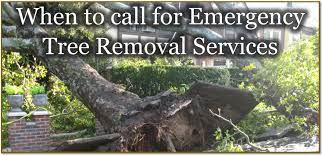 Call today to schedule an appointment for fast, quality and reliable service! When To Call An Emergency Tree Removal Service Augusta Ga