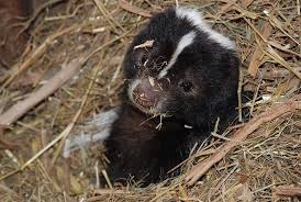 baby skunk cute skunk little