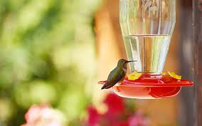 How To Make Hummingbird Nectar And