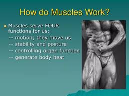 ppt how do muscles work powerpoint