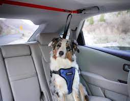 9 Best Dog Car Harness Top Picks