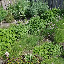 Herb Garden For Beginners