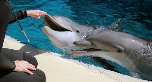 secret garden dolphin habitat review