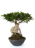 ginseng-bonsai-nasıl-yetiştirilir
