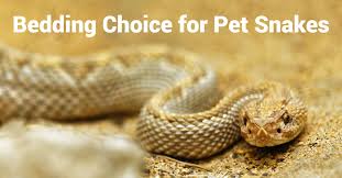 bedding choice for pet snakes the