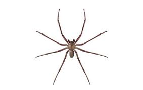 Brown Recluse Spider Reduction Services For Nashville