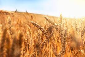 does wheat gluten cause weight gain