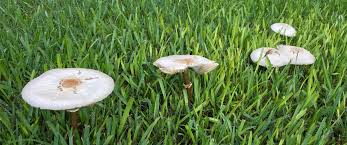 poison mushroom control sgt ers