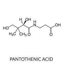 نتيجة بحث الصور عن pantothenic acid