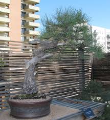 2019 denver botanic garden bonsai