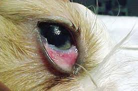 common canine eye condition