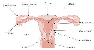 enlarged uterus symptoms causes