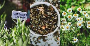 How To Plan The Perfect Herbal Tea Garden