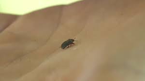 invasive bug spreads across utah
