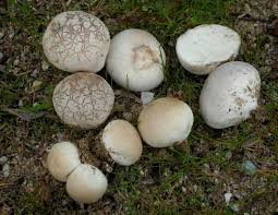 Puffball Mushroom Youll Be Ok If You Follow One Id Feature