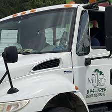 tee florida tree services